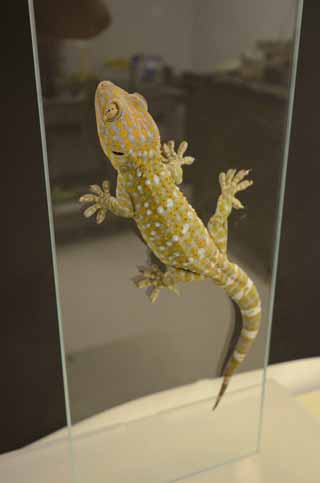 A Tokay gecko (Gekko gecko) clings to a smooth glass surface. Flattened toe pads equipped with strips: of microscopic hairs allow these geckos to stick to surfaces using simple van der Waals attractive forces rather than glue, like most commercially available tapes. As a response, a gecko does not leave behind any noticeable residue and can re-use their sticky pads multiple times, allowing them to run, jump and sit in any orientation, including upside-down. Most previous reports test geckos on smooth glass surfaces which are dry (as shown here) however studies by Alyssa Stark and colleagues tested geckos on wet surfaces which were hydrophobic or "water repellent" and those that were hydrophilic "water loving" like glass. Text Alyssa Stark, Photograph courtesy of University of Akron